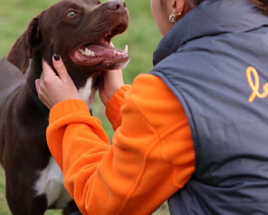 Un chien et une éducatrice de la SPA