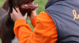 Un chien et une éducatrice de la SPA