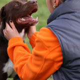 Un chien et une éducatrice de la SPA